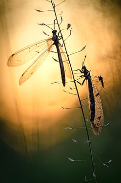 Antlion (representative of the Myrmeleontidae family); pictured in Kyiv, Ukraine. Photograph: Сергій Мірошник (Serhii Miroshnyk)