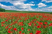 Campo di papaveri nell'oblast di Leopoli.