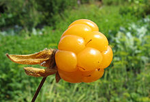 Моро́шка семена (Rubus chamaemorus)