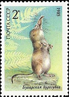 <span class="mw-page-title-main">Buchara shrew</span> Species of mammal