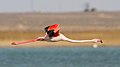 * Nomination Greater flamingo in flight at the shore of Karakol lake. Karakiya-Karakol state nature reserve. Karakiya District, Mangystau Region, Kazakhstan. By User:Ezra Sheyner --Красный 07:37, 30 May 2024 (UTC) * Decline  Oppose Great capture, but not in focus --Acroterion 02:36, 31 May 2024 (UTC)