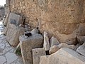 エフェス遺跡の猫 - panoramio.jpg