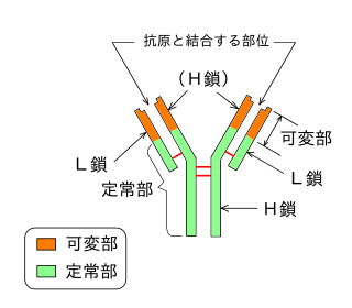 高等学校生物 生物i 生物の体内環境の維持 Wikibooks