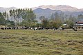 悠闲的牛羊 QQ696847 - panoramio.jpg