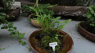 <i>Sagittaria trifolia</i> species of plant