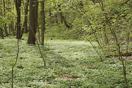 03 Anemonenwiese im Kleppergrund