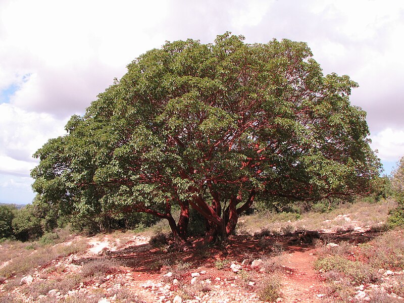 La Ostra plana europea, Colchester ostra nativa, barro, comestible