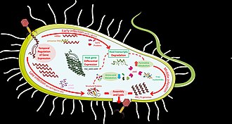 Reproduction cycle of Pseudomonas bacteriophage PAK_P3, genus Nankokuvirus 118913 web phage PAK P3.jpg