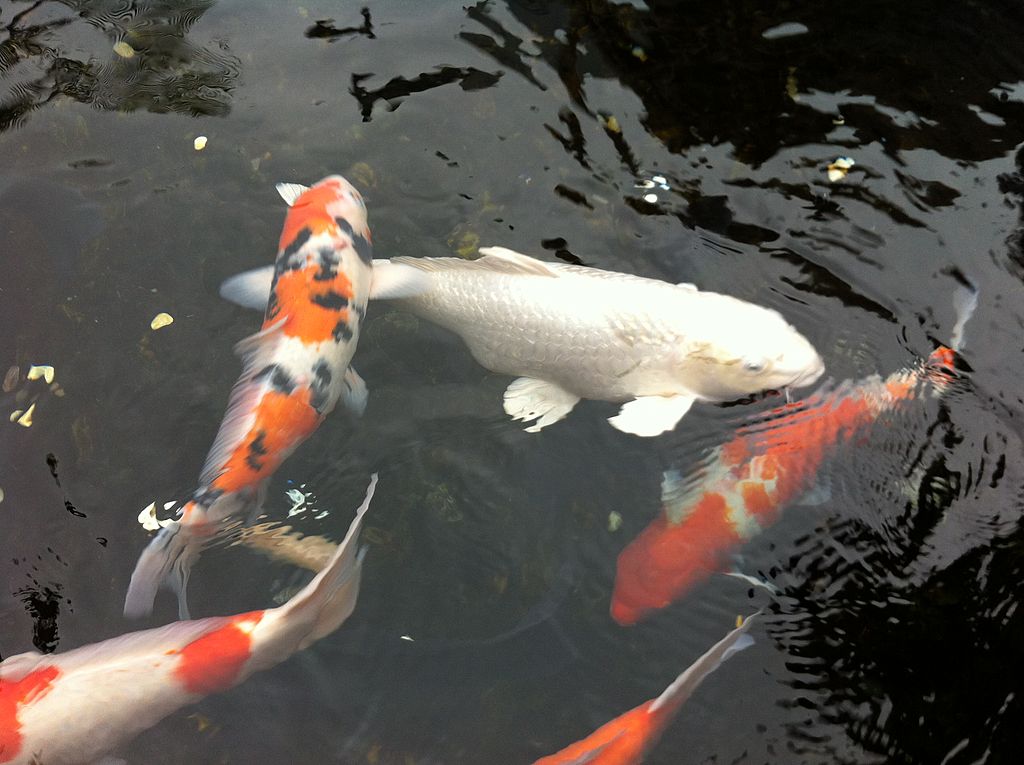 Koi Fish