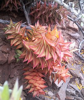 <i>Astroloba spirella</i> Species of flowering plant