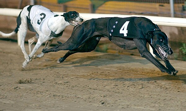 Solid Money (trap 3) and Black Pear (trap 4) in the 2004 Cesarewitch heats