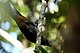 20110920 Riviere de la Bleue New Caledonia Cuckoo-Shrike b.jpg