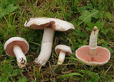 Camperol (Agaricus campestris)