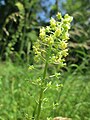 Reseda lutea (Gelber Wau)