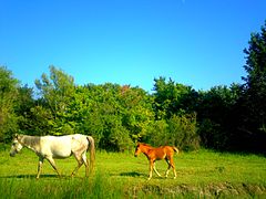 Horses in Khachmaz district. Author Khagani Hasanov1988