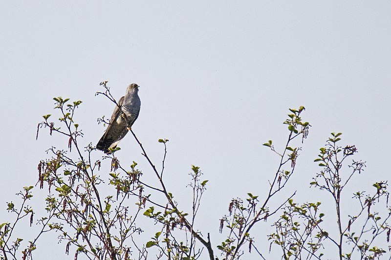 File:20150517 015 Kessel Weerdbeemden Koekoek (17594342178).jpg