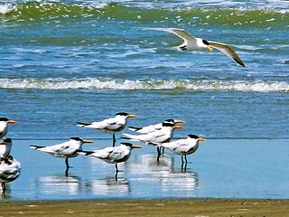 <span class="mw-page-title-main">West African crested tern</span> Species of bird