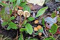 2016-09-15 Rhizomarasmius epidryas (Kühner ex A. Ronikier) A. Ronikier ve Ronikier 674826.jpg