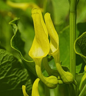 (European) birthwort - Aristolochia clematitis