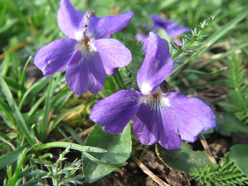 File:20170324Viola odorata3.jpg