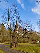 2019-11-24 Lutherlinde in Zwönitz (Saxony) 01.jpg