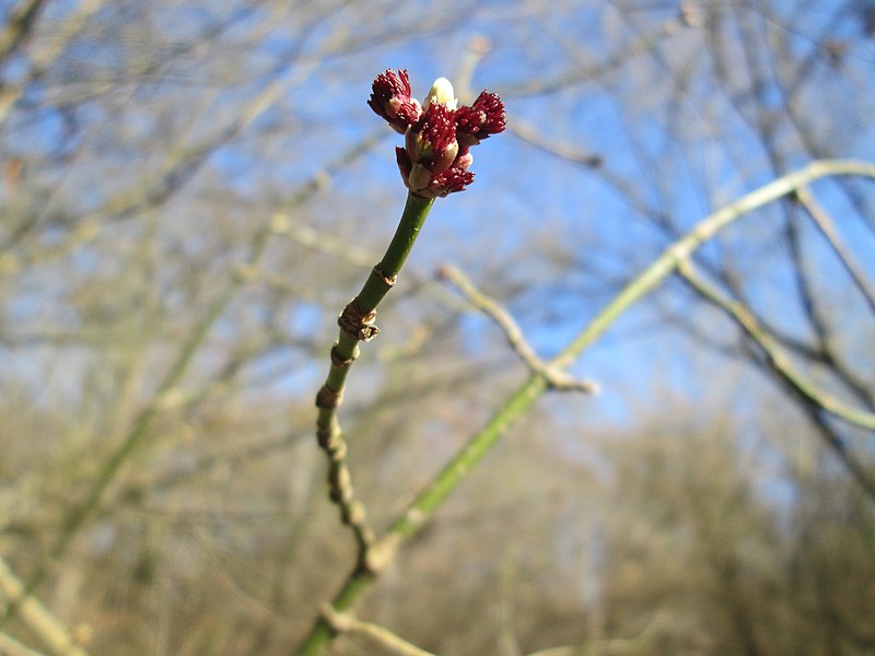 File:20190227Acer negundo06.jpg