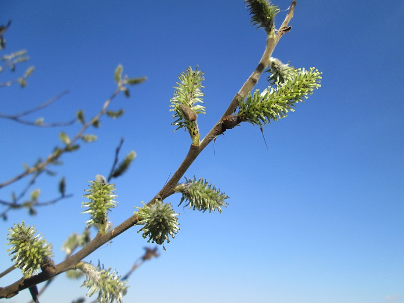 File:20190319 Salix cinerea 4.jpg