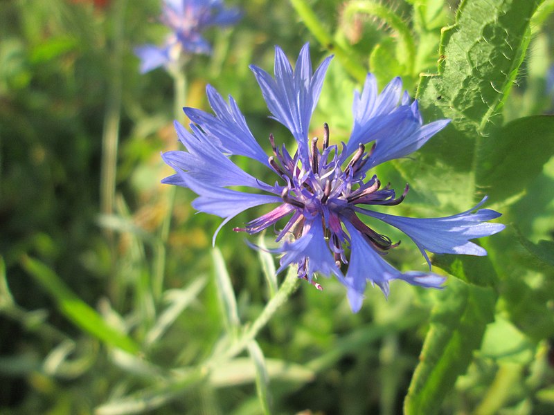 File:20190715Centaurea cyanus.jpg