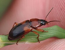 2019 05 18 Stenolophus teutonus2.jpg