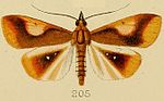 Thumbnail for Calamochrous albipunctalis