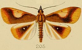 Calamochrous albipunctalis