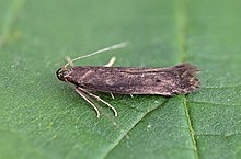 35.070 BF742 Monochroa lutulentella (28049702912) .jpg