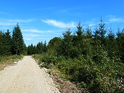 Waldweg