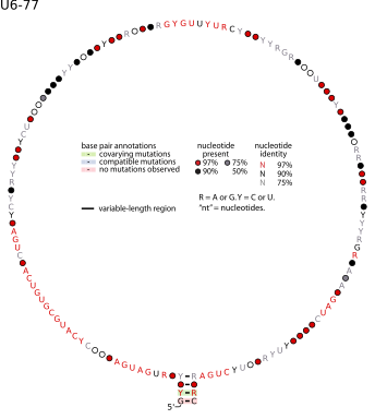 Alternative representation of the SNORD10 consensus structure.
