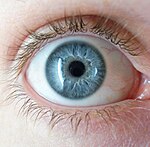 Blue eyes actually contain no blue pigment. The colour is caused by an effect called Tyndall scattering. A blue eye.jpg