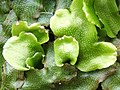 A liverwort - Conocephalum conicum - geograph.org.uk - 930674.jpg