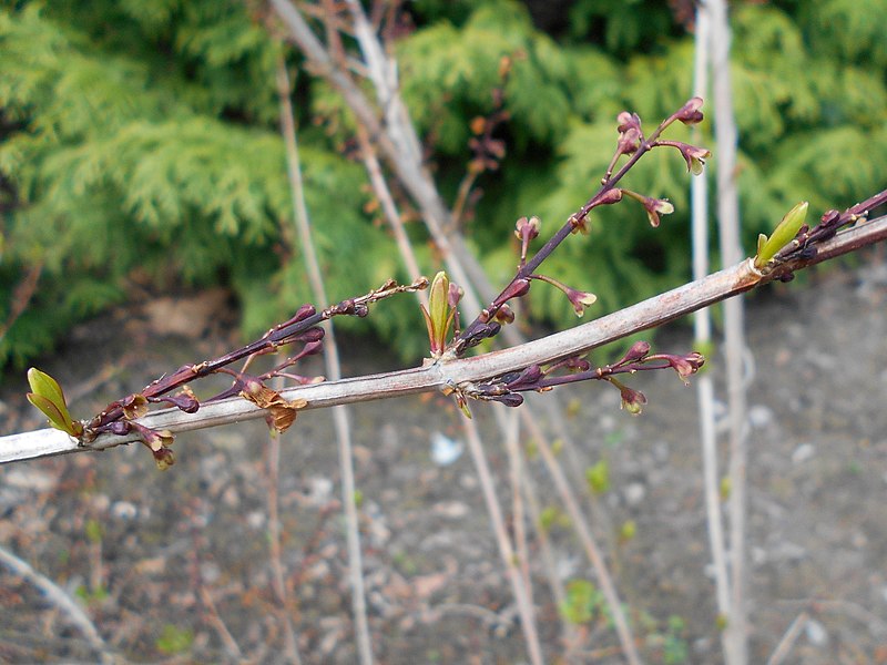 File:Abeliophyllum distichum 2017-04-17 7238.jpg