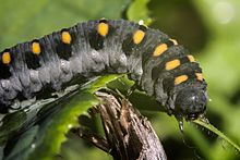 Aposematically coloured caterpillar-like larva of Abia sericea Abia sericea 2.jpg