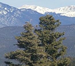 Tree, Carson National Forest, New Mexico