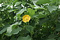 Abutilon indicum flower.JPG