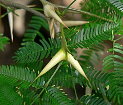 Acacia cornigera 1.jpg