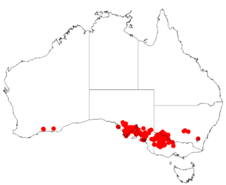 <i>Acacia halliana</i> Species of plant