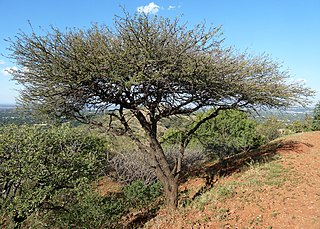 <i>Vachellia nilotica <span style="font-style:normal;">subsp.</span> kraussiana</i> Subspecies of legume