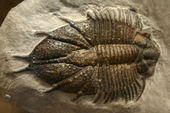Fossil of the Silurian-Middle Devonian trilobite Acanthopyge Acanthopyge fossil cropped.png