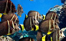 Acanthurus guttatus, Samoa Americana.jpg