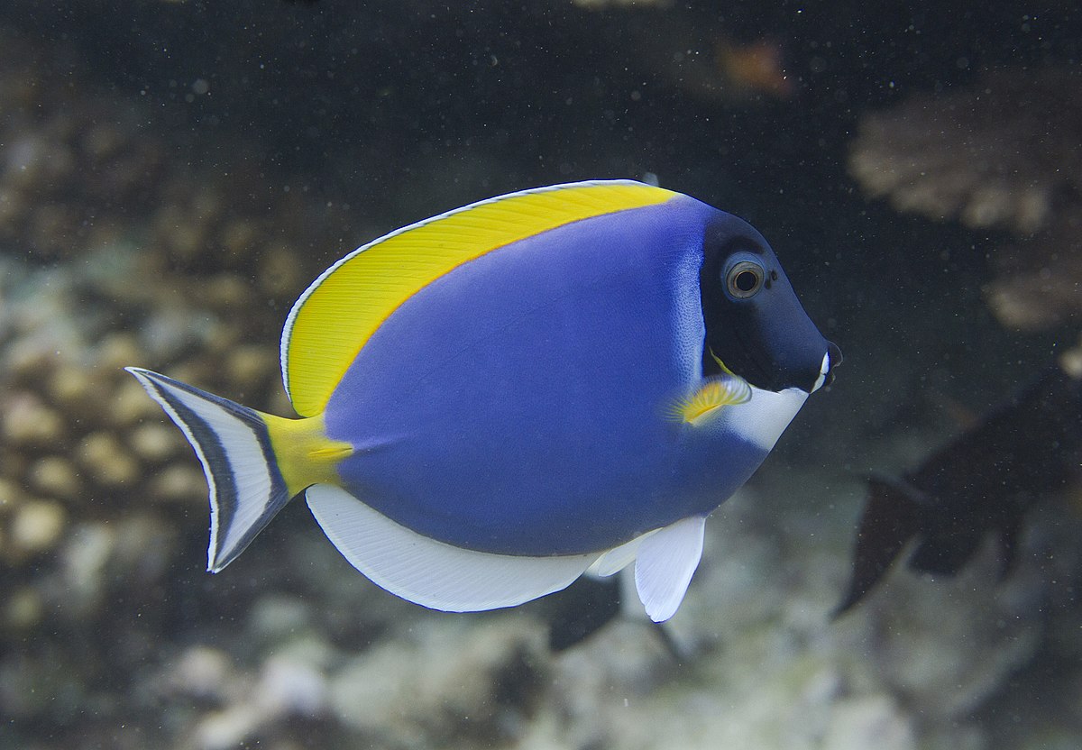 Acanthurus nigricauda