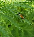 Acaster South Ings 2021-07-08 (5).jpg