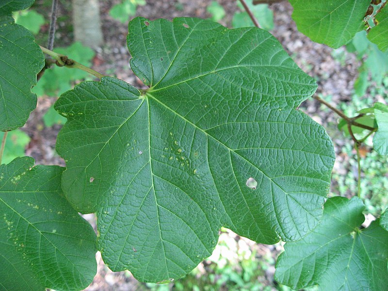 File:Acer opalus leaf 01 by Line1.JPG