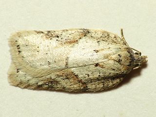 <i>Acleris logiana</i> Species of moth