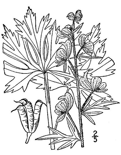 File:Aconitum-noveboracense01.jpg